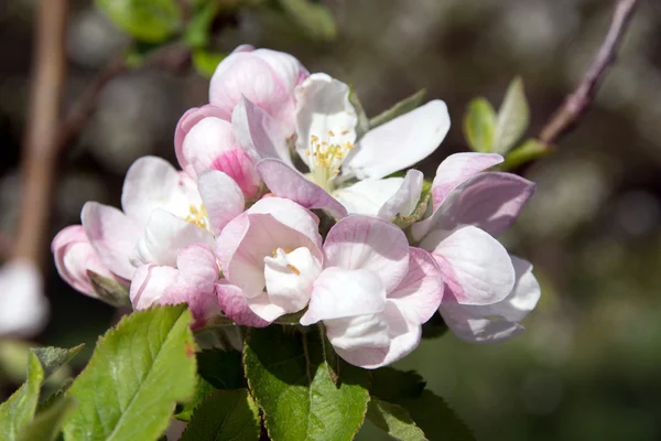 Appelboom — Stockfoto