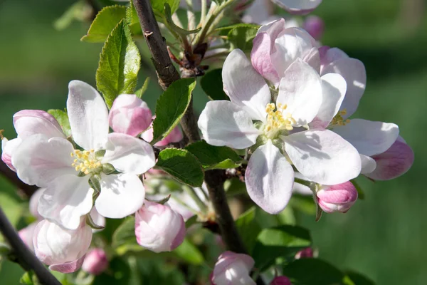 Appelboom — Stockfoto