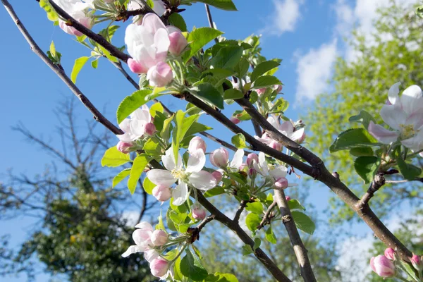 Appelboom — Stockfoto