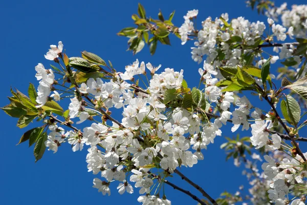 Apple tree — Stock Photo, Image