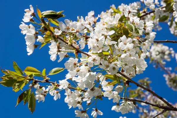 Apple tree — Stock Photo, Image