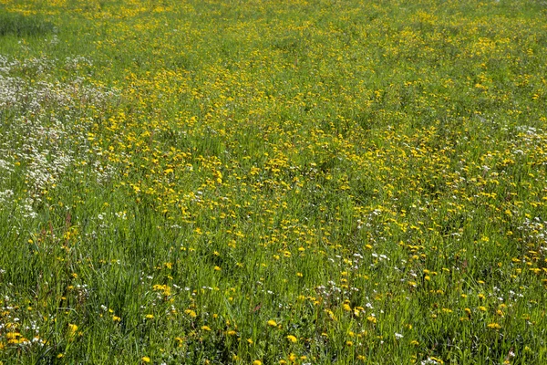 Dandelion — Stock Photo, Image