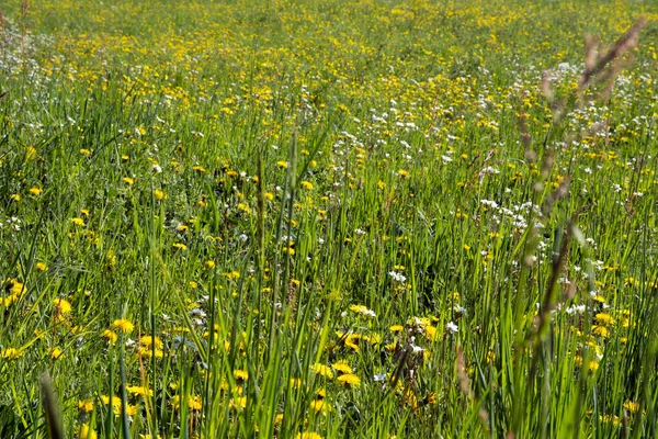 Dandelion — Stock Photo, Image