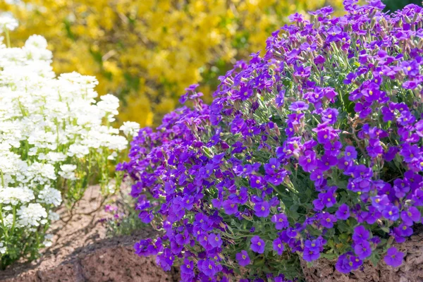 Blue cushions flowers — Stock Photo, Image