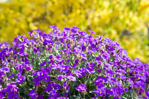Flores almofadas azuis — Fotografia de Stock