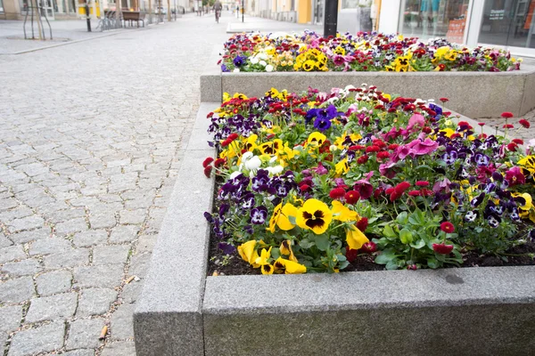 Viooltjes — Stockfoto