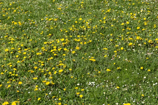 Löwenzahn — Stockfoto