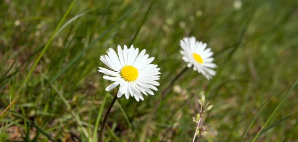 Prästkragar — Stockfoto