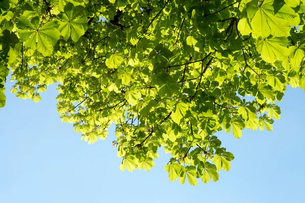 Kastanjeträd — Stockfoto