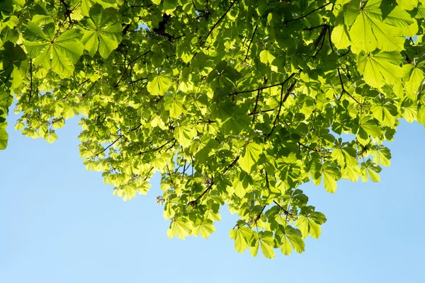 Chestnut tree — Stock Photo, Image