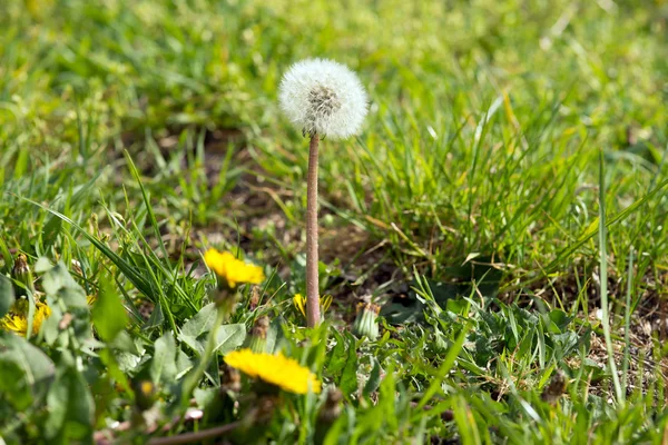 Diente de león —  Fotos de Stock