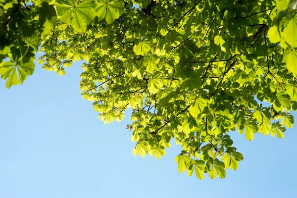 Albero di castagno — Foto Stock