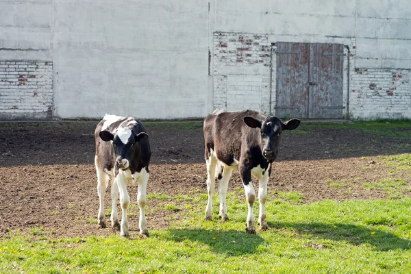 Kühe — Stockfoto