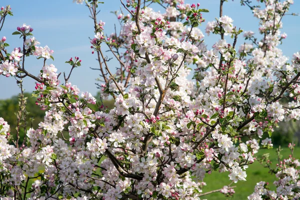 Apple tree blossom — Stock Photo, Image