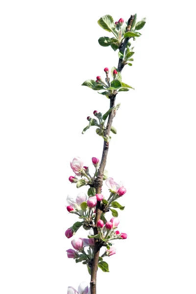 Apple tree blossom — Stock Photo, Image