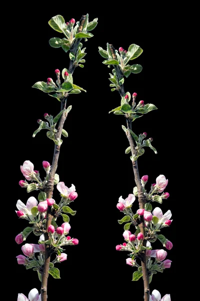 Apple tree blossom — Stock Photo, Image