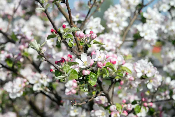 Apple дерева вишні — стокове фото