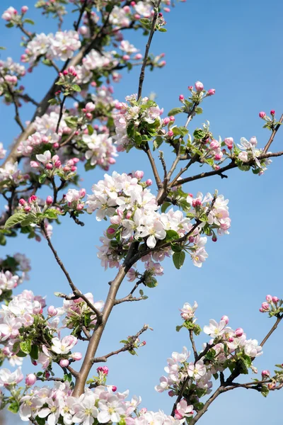 Apple дерева вишні — стокове фото