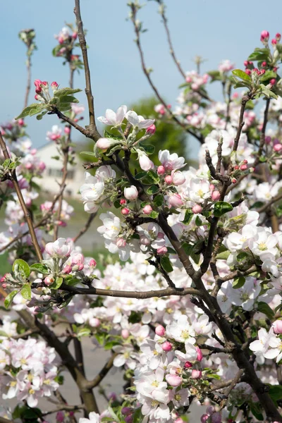 Apple дерева вишні — стокове фото