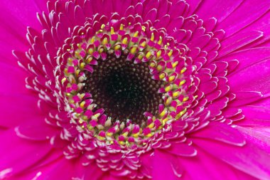 Gerbera