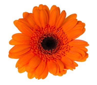 Gerbera