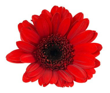 Gerbera