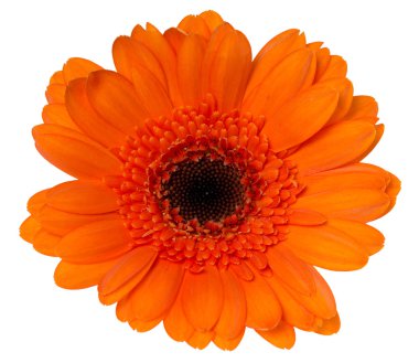 Gerbera