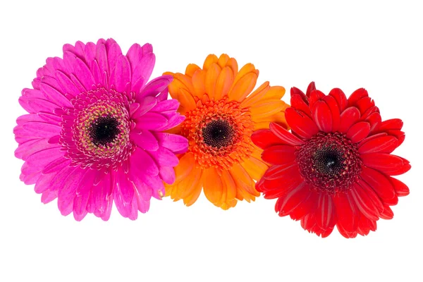 Gerberas — Foto de Stock