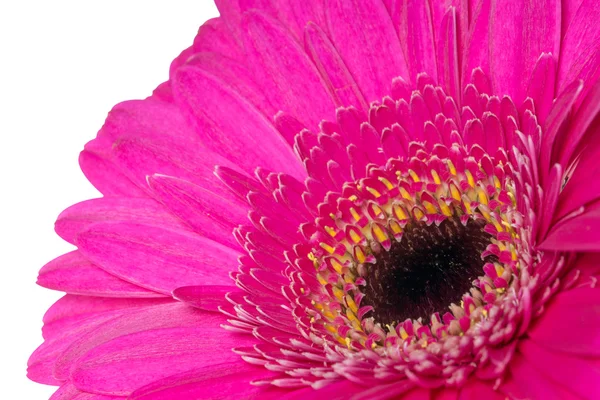 Gerbera — Stok fotoğraf