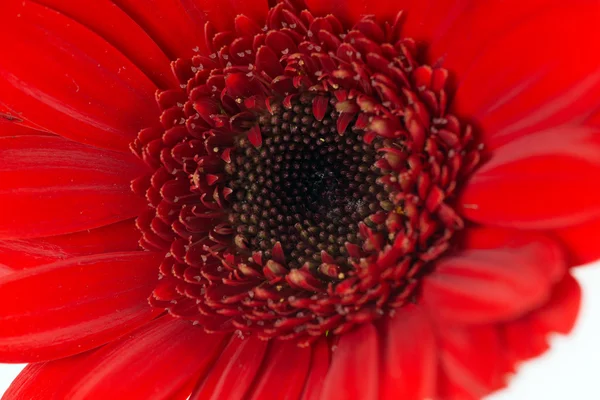 Gerberas —  Fotos de Stock