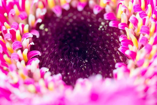 Gerbera — kuvapankkivalokuva