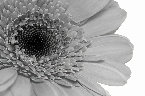 Gerbera — Stockfoto