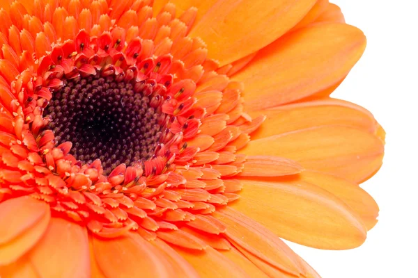 Gerbera — Stock fotografie