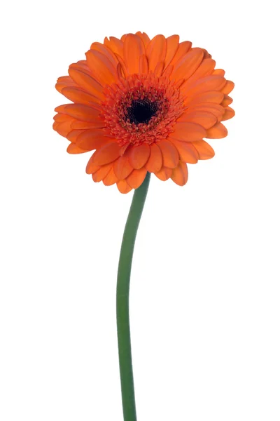 Gerbera — Stockfoto