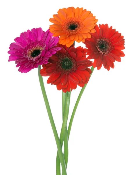 Gerbera — Stock fotografie