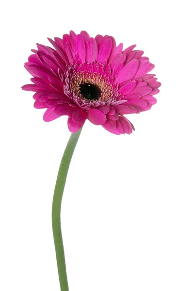 Gerbera Stockfoto