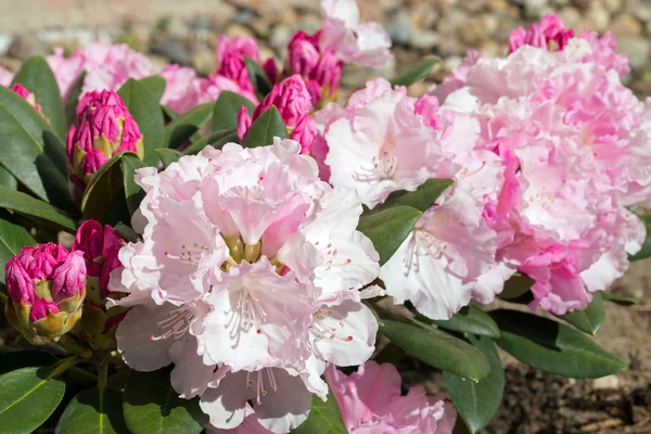 Rhododondren çalı — Stok fotoğraf