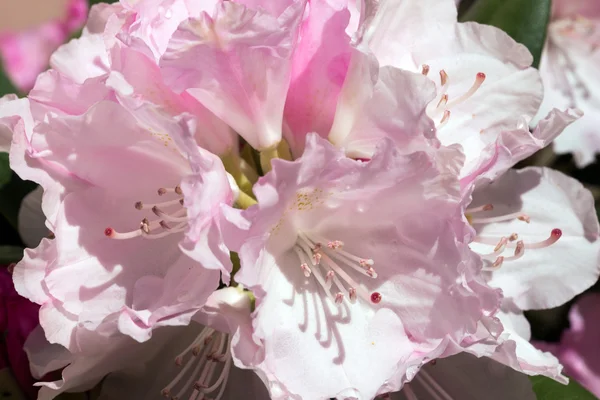 Arbusto rhododondren — Fotografia de Stock