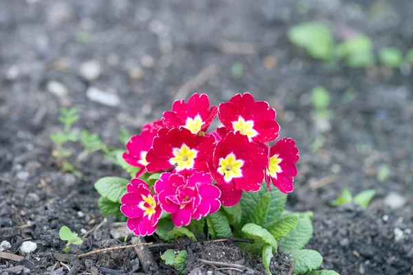 Primrose — Stockfoto