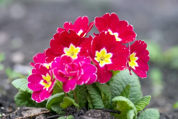 Primrose — Stockfoto