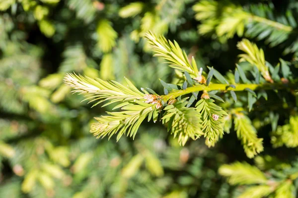 Nadelbaum — Stockfoto