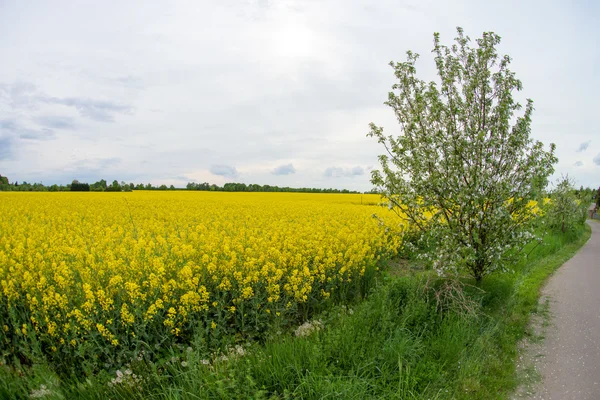 Rape field — Stock Photo, Image