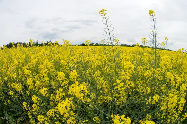 Rape field — Stock Photo, Image