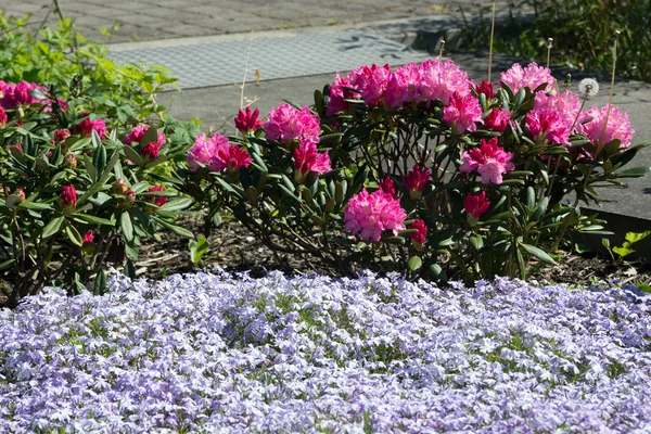 Cama de flores — Foto de Stock