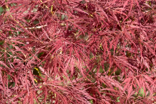 Maple bush — Stock Photo, Image