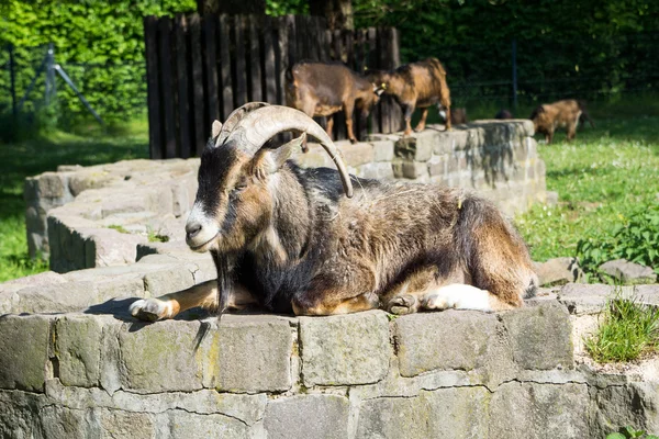 Billy goat — Zdjęcie stockowe