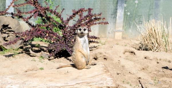 Meerkat — Stock Photo, Image