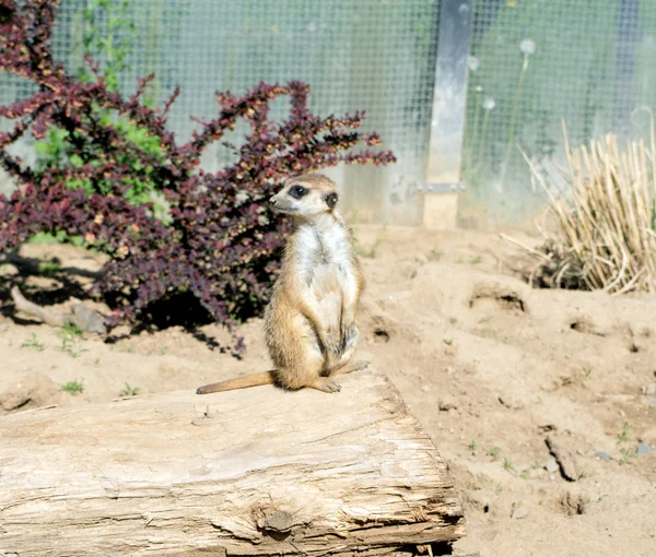 Meerkat — Stock Photo, Image