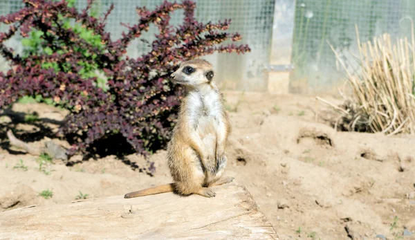 Meerkat. — Fotografia de Stock