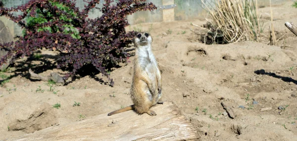 Meerkat — Stock Photo, Image